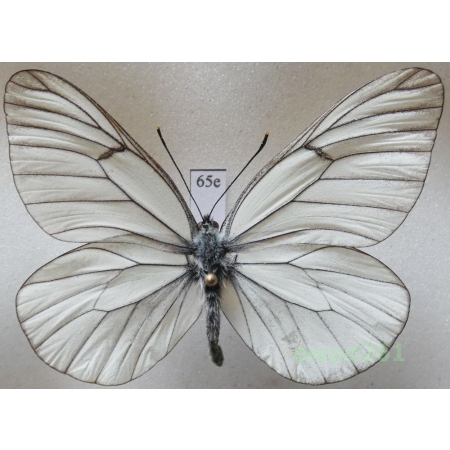 Aporia crataegi (Linnaeus, 1758) male Poland65e
